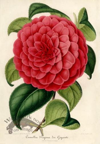 Camellias